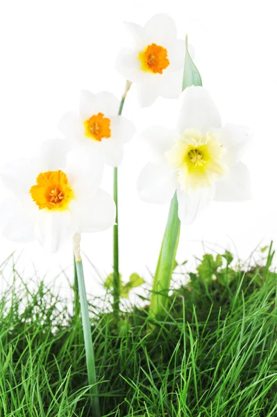 Çiçek narcissuses — Stok fotoğraf