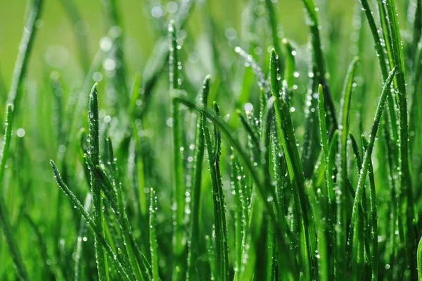 Rugiada sull'erba verde — Foto Stock
