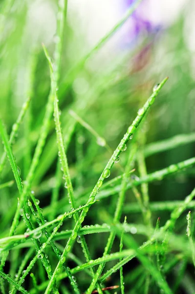 Unga gräs — Stockfoto