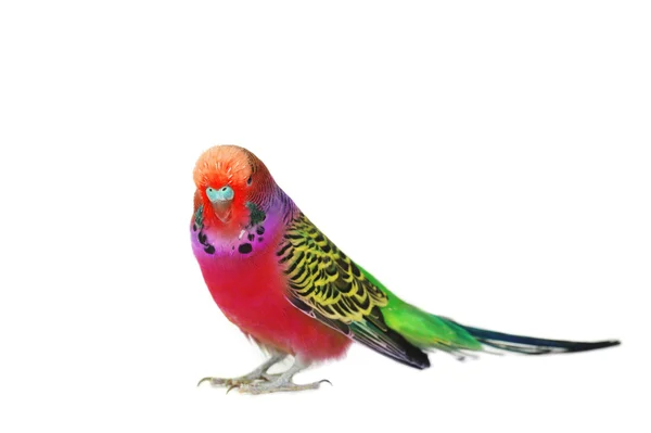 Портрет Папуги хвилясті — стокове фото