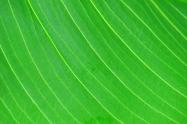 Světle zelený list — Stock fotografie