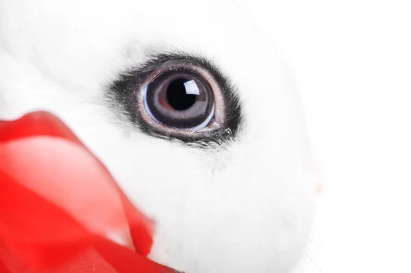 stock image Rabbits eye very