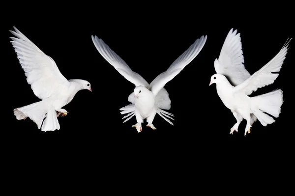 Білий голуб і рука — стокове фото