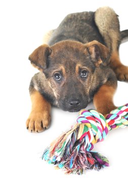 kahverengi köpek