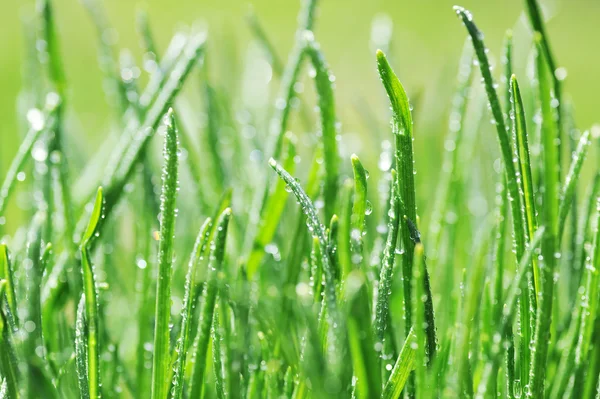 Dagg på grönt gräs — Stockfoto