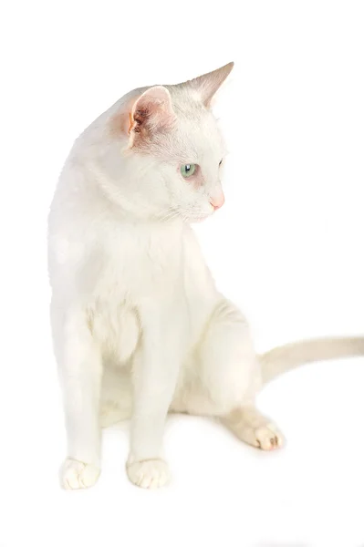 Gato doméstico blanco — Foto de Stock