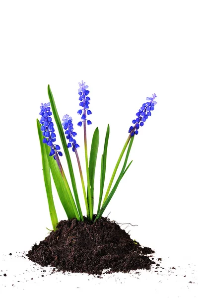 Modré hyacinty — Stock fotografie