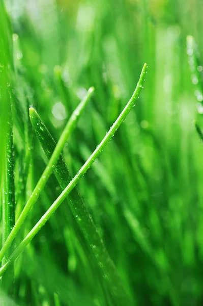 Роса на зеленой траве — стоковое фото