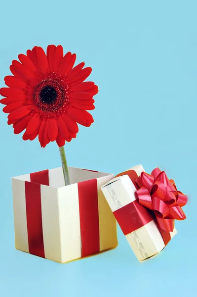 Geschenk und rote Blume — Stockfoto