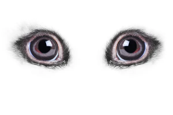 Κουνέλια μάτι πολύ — Φωτογραφία Αρχείου