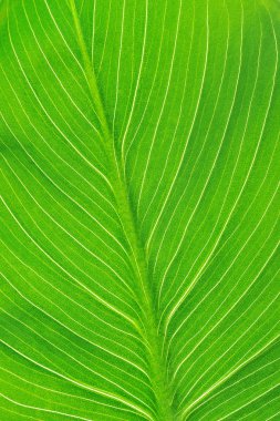 parlak yeşil yaprak