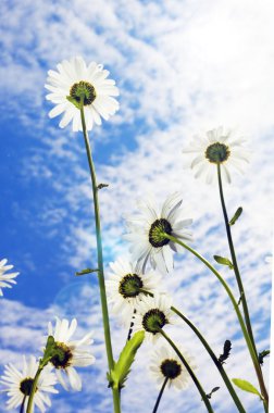 gökyüzü arka plan üzerinde marguerites