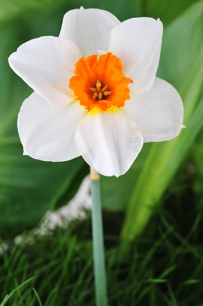 One blossoming narcissus — Stock Photo, Image