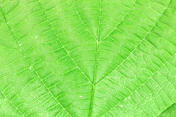 Teksturowanej zielony liść — Zdjęcie stockowe