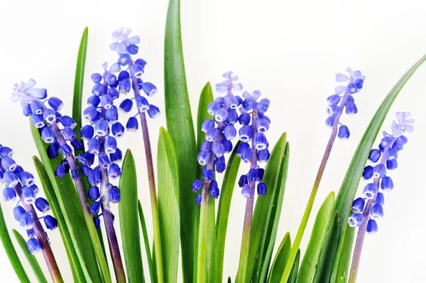 Blue hyacinths — Stock Photo, Image