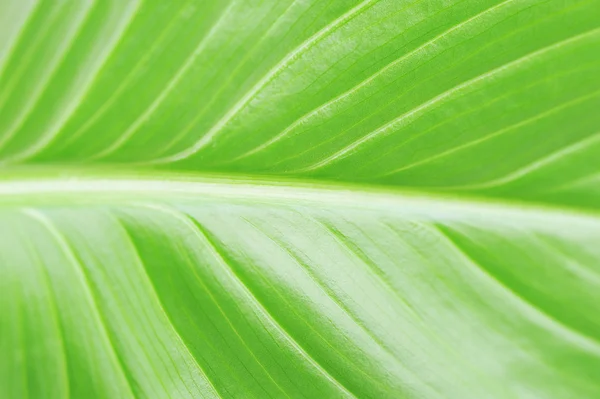Helder groen blad — Stockfoto