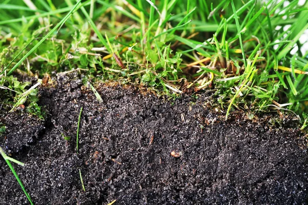 Young grass — Stock Photo, Image