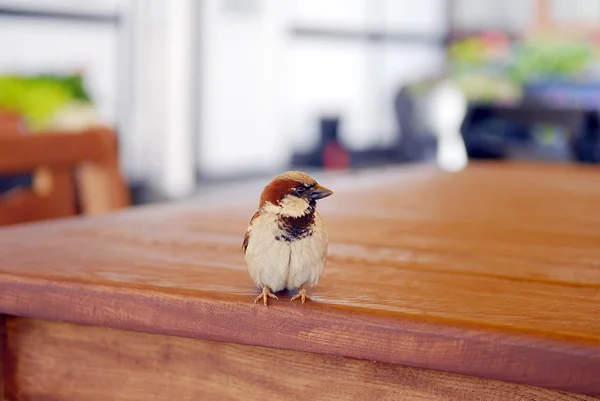 Малий птах — стокове фото