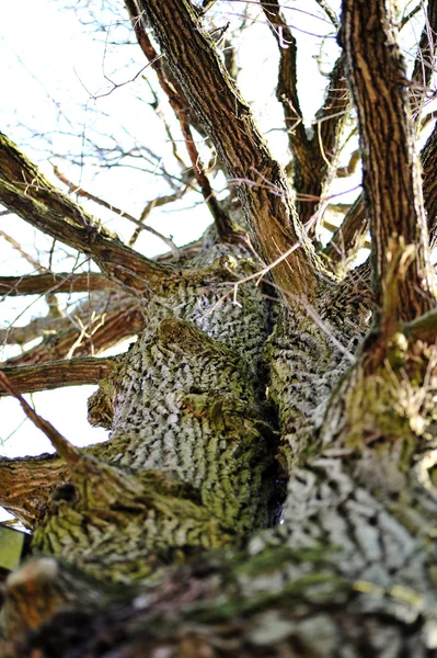 Vecchio albero nel parco . — Foto Stock