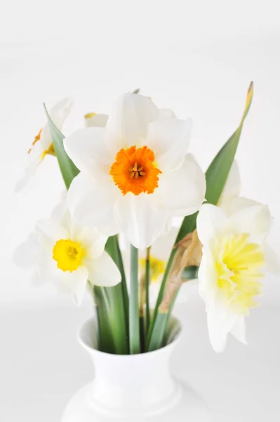 Blossoming narcissuses — Stock Photo, Image