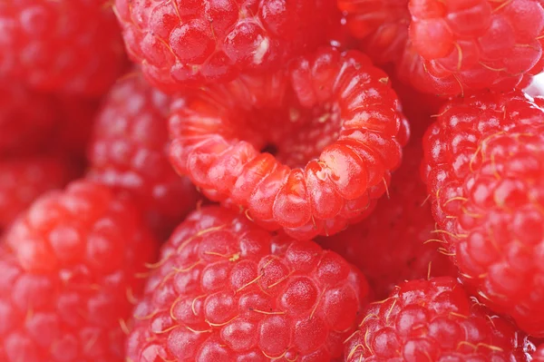 Vers en smakelijk rspberry — Stockfoto