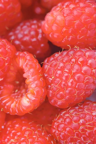 新鮮で美味しい rspberry — ストック写真