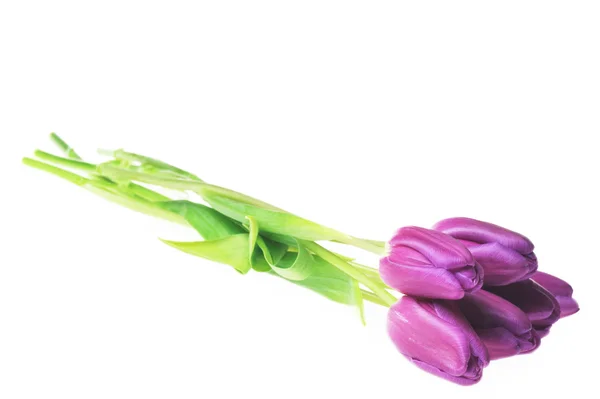 Tulipas violetas — Fotografia de Stock