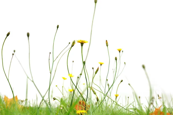 Желтые цветы в парке — стоковое фото