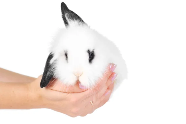 Vit kanin i händer — Stockfoto