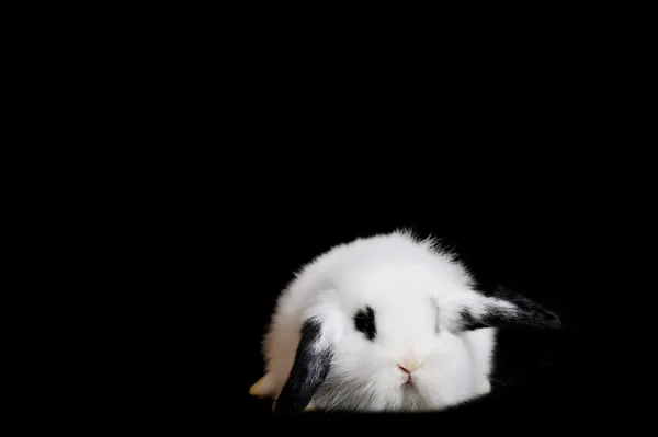 Pequeño conejo hermoso en negro —  Fotos de Stock