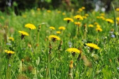 dandelions çiçeklenme