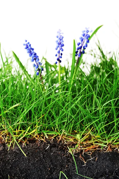 Hyacinth flower — Stock Photo, Image