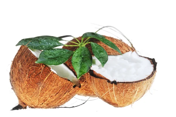 Kokosnuss und Blätter — Stockfoto