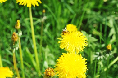 dandelions çiçeklenme