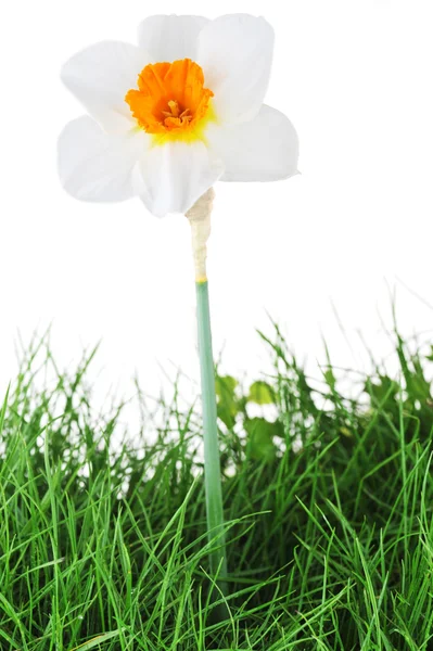 Egy virágzó nárcisz — Stock Fotó