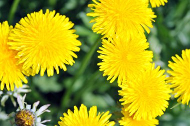 dandelions çiçeklenme