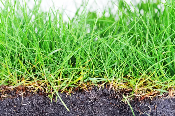 stock image Young grass