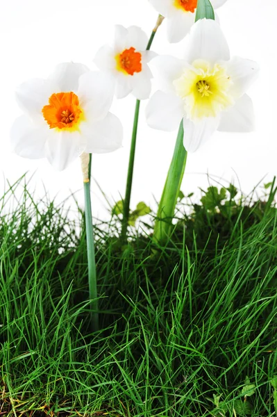 Blossoming narcissuses — Stock Photo, Image