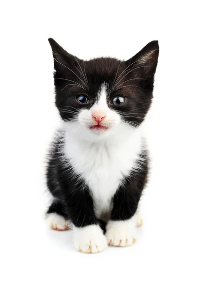Bella gattino piccolo — Foto Stock