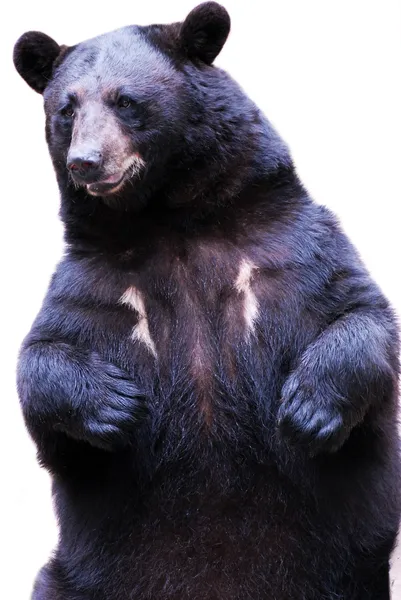 Schwarzbär — Stockfoto