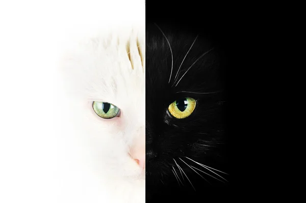 黑猫 — 图库照片