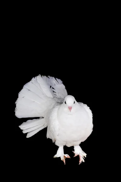 白鸽子 — 图库照片#