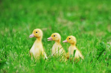 küçük ducklings yeşil çimen