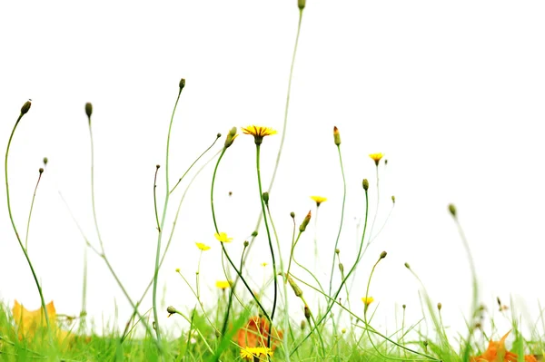 Yellow flowers in park — Stock Photo, Image