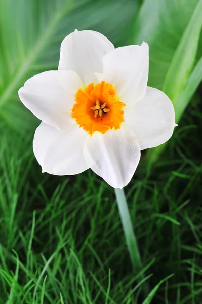 One blossoming narcissus — Stock Photo, Image