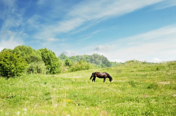 Paardenbloemen — Stockfoto