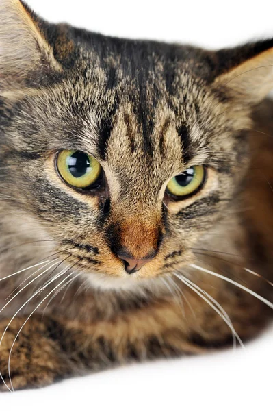 Серая полосатая кошка — стоковое фото