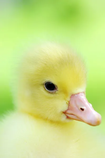 Yeşil küçük ördek yavrusu — Stok fotoğraf