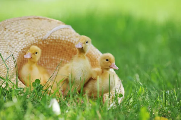 작은 ducklings 녹색 잔디 — 스톡 사진