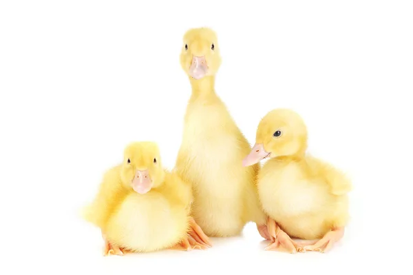 Beyaz üzerine üç ördek yavrusu — Stok fotoğraf